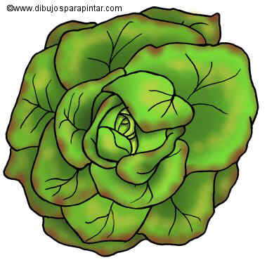 drawing of lettuce