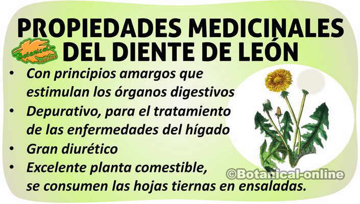 Plantas Medicinales Y Sus Propiedades Pdf