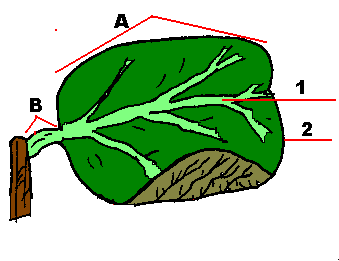 Leaf Parts