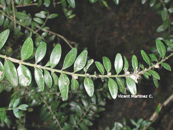 Buxus_sempervirens.jpg