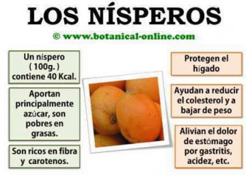 Propiedades Del N Spero Botanical Online