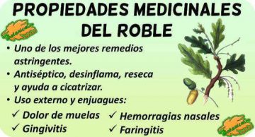 Propiedades Medicinales Del Roble Botanical Online