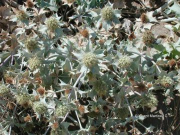 Eryngium maririmum