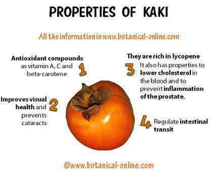Kaki fruit – Botanical online