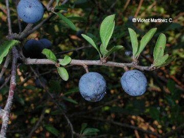 Prunus spinosa blackthorn