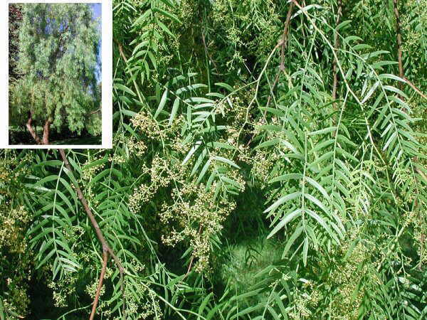 Schinus molle - Trees and Shrubs Online