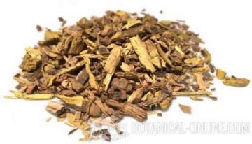 Barberry dried root for infusions and remedies