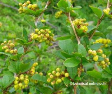 barberry berberis vulgaris