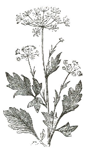 Characteristics of anise – Botanical online