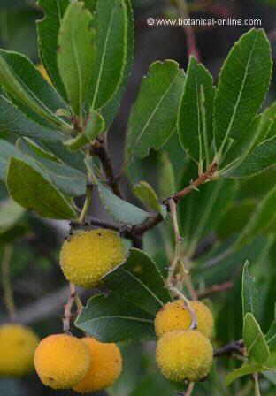 Arbutus berries