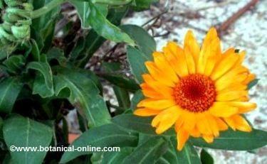 Properties of calendula – Botanical online