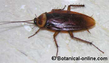 American cockroach