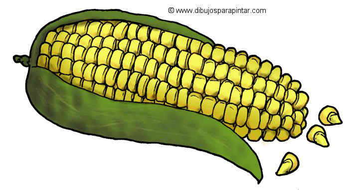 Corn cob with leaves sketch of maize  vector clipart