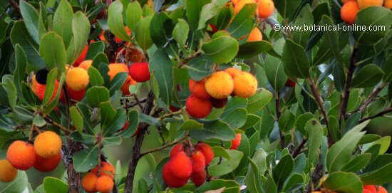 strawberry tree