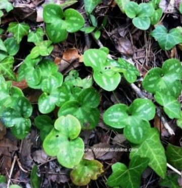 Photograph of liverwort population in the wild