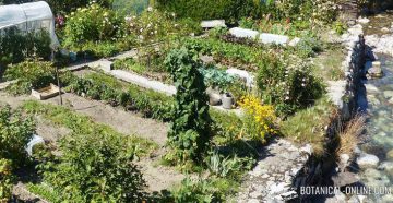 vegetable garden 