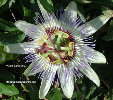 passiflora caerulea