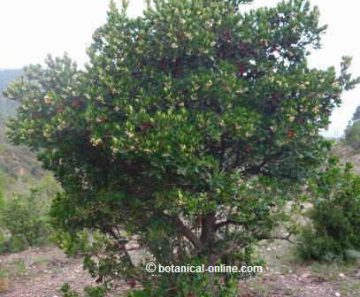 Wild strawberry tree