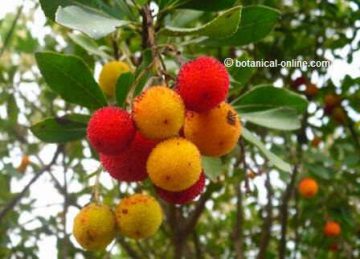 Strawberry tree fruits