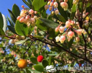 fruits of the strawberry tree