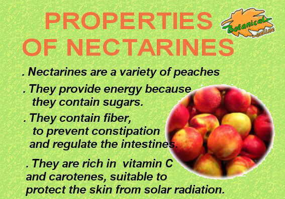 Laag een miljoen apotheek Properties of nectarines – Botanical online