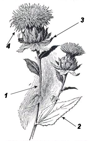 botanical illustration of a safflower branch