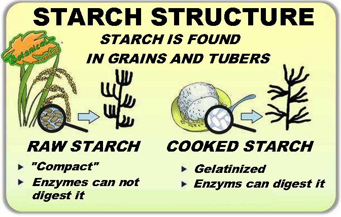 Starch - Definition, Formula, Uses, & Facts with Examples