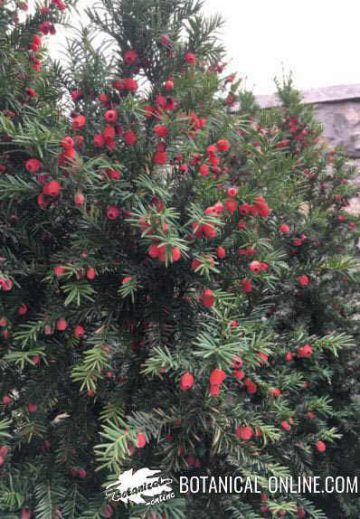 Photo of yew with fruits