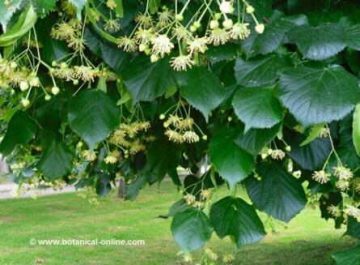 linden tree