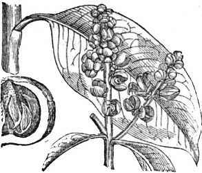 Image result for brazil nut herb drawing