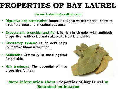 cup menstruation pictures Laurel properties medicinal