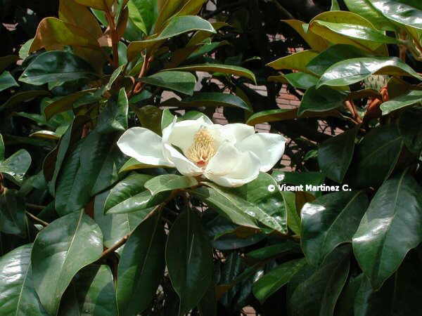 Magnolias gigantes sobre paño de terciopelo - Wikipedia, la enciclopedia  libre
