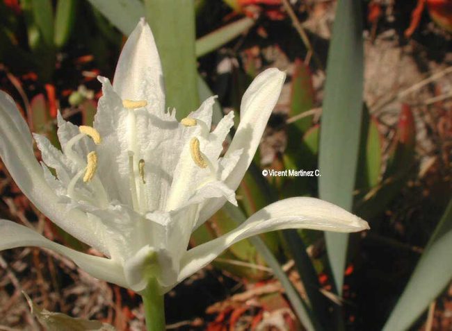 Pancratium maritimum