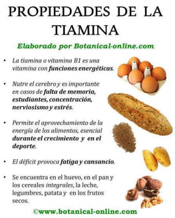 Propiedades De La Vitamina B1 – Botanical-online