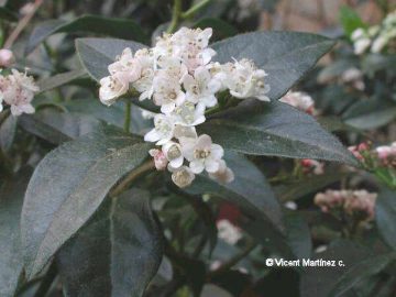 Viburnum tinus