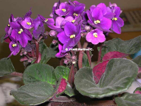 Cultivo de la violeta africana – Botanical-online