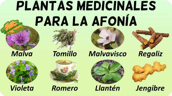 Remedios con plantas medicinales para la afonia – Botanical-online