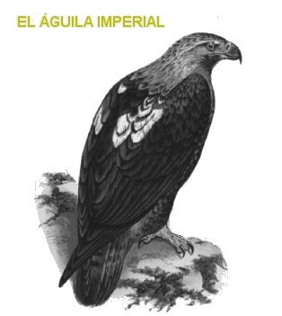 Características de las águilas – Botanical-online