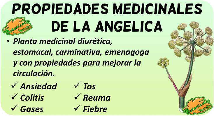 angelica archangelica planta propiedades medicinales, curativas beneficios