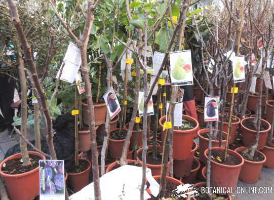 Cómo plantar árboles frutales – Botanical-online