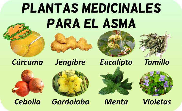 Remedios para el asma con plantas medicinales – Botanical-online