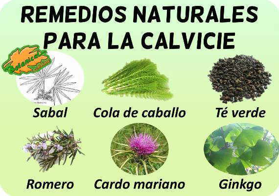 calvicie plantas medicinales remedios suplementos tratamiento natural