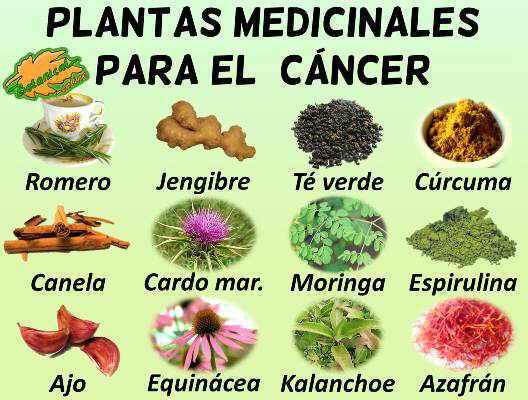 Plantas medicinales remedios caseros para el cancer, anticancerigenos naturales 