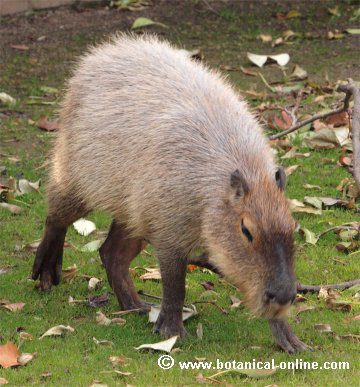 Utilidad del capibara – Botanical-online