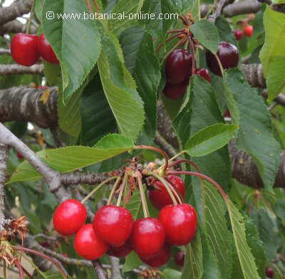 Árboles con frutos – Botanical-online