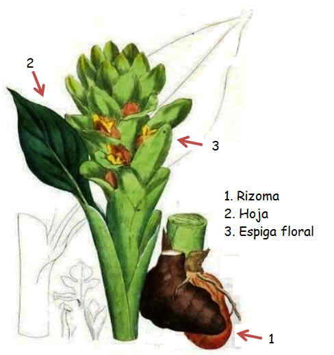 ilustracion de la planta