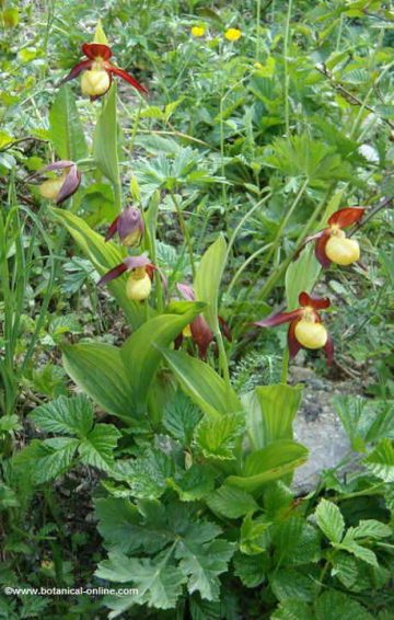 CYPRIPEDIUM CALCEOLUS