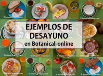 Desayunos bajos en calorías – Botanical-online