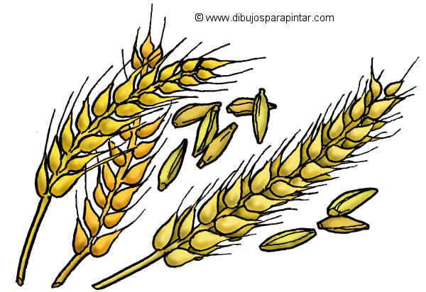 Curiosidades sobre el trigo, la espelta y el Kamut®.