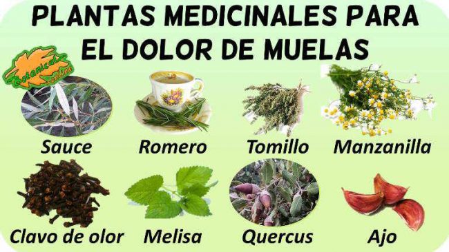 Plantas medicinales para el dolor de muelas – Botanical-online